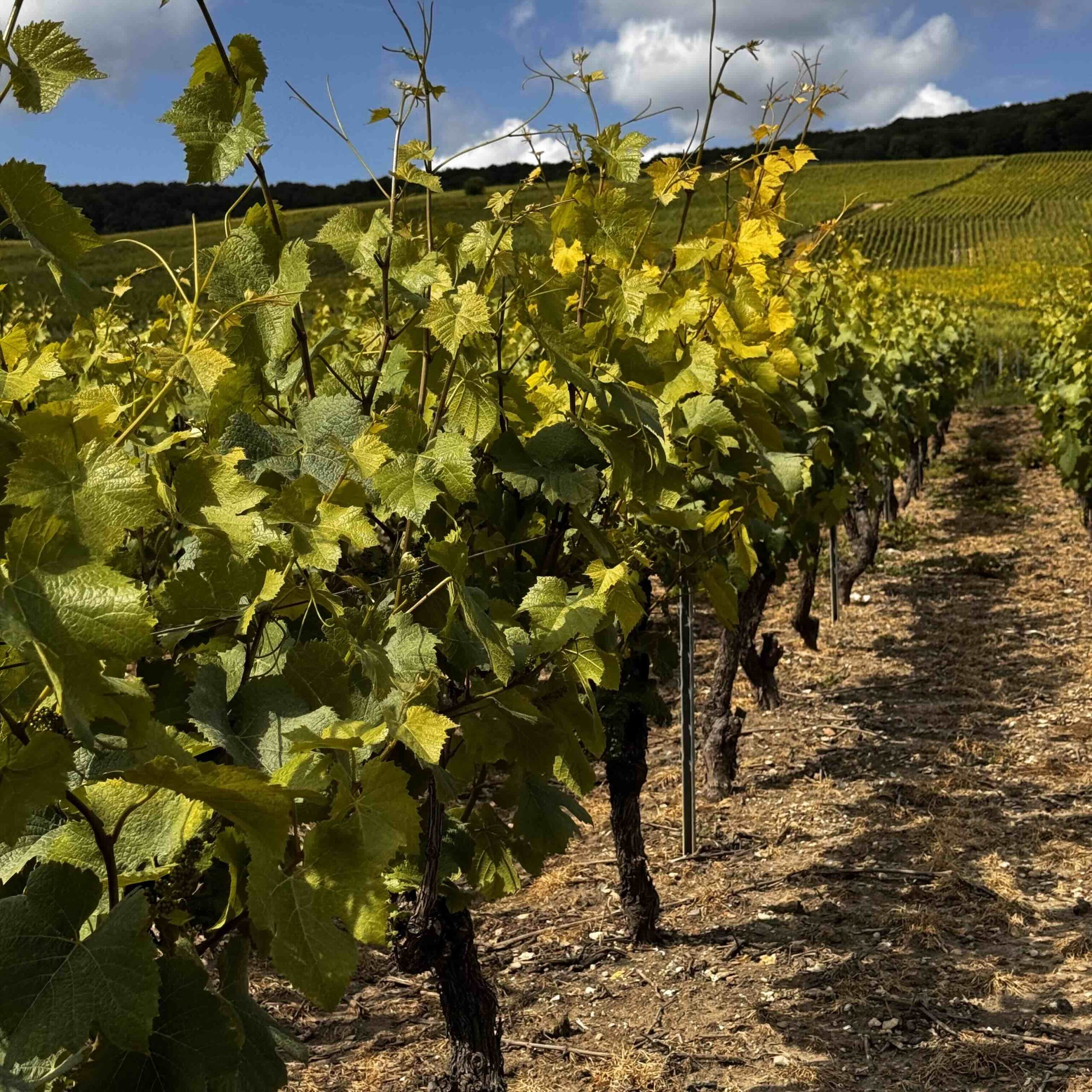 Oslo Sparkling Collection - våren 2026 - Bilde 2